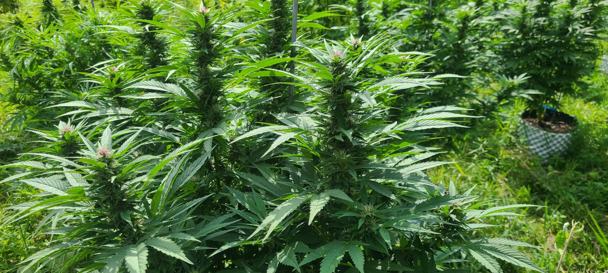 Blueberry Diesel - Image 2