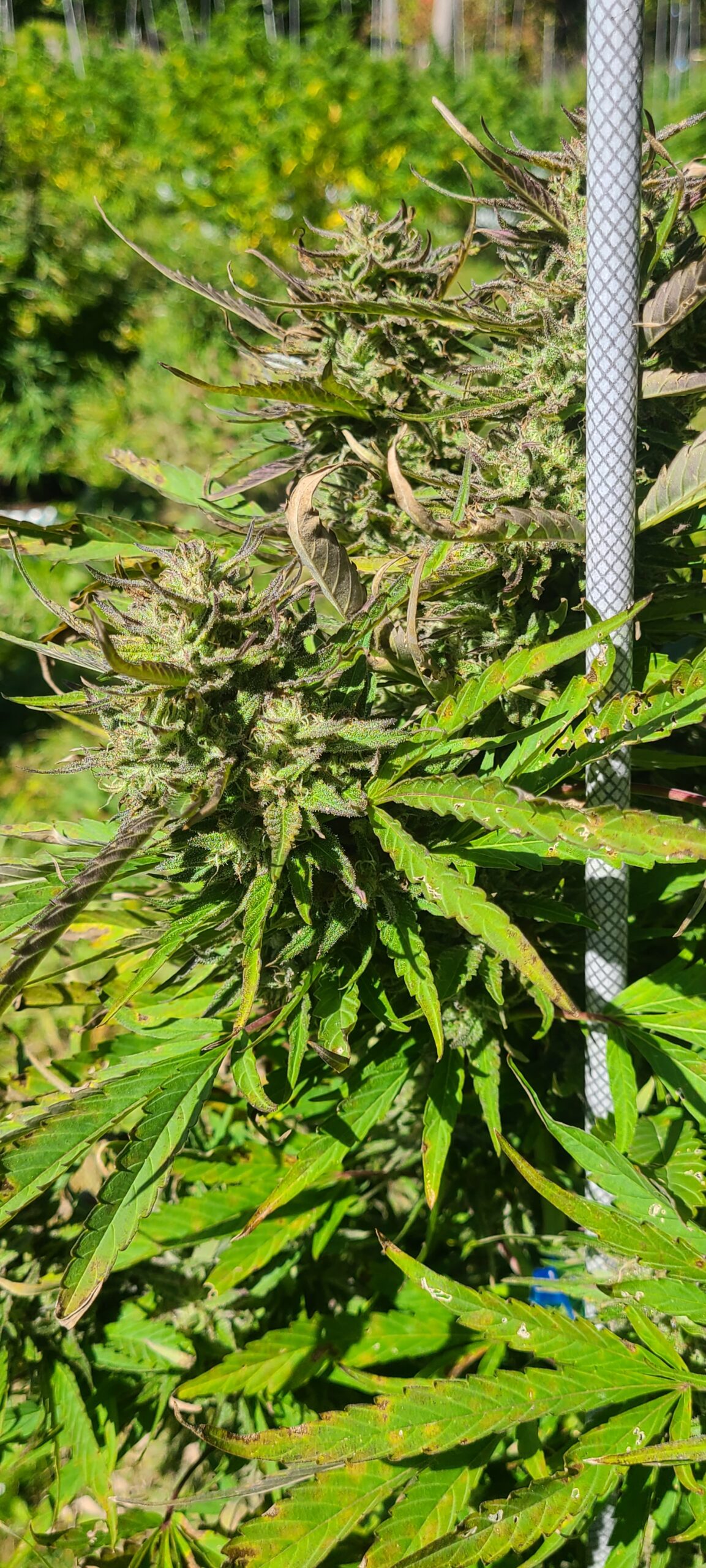 Michigan Kush - Image 5