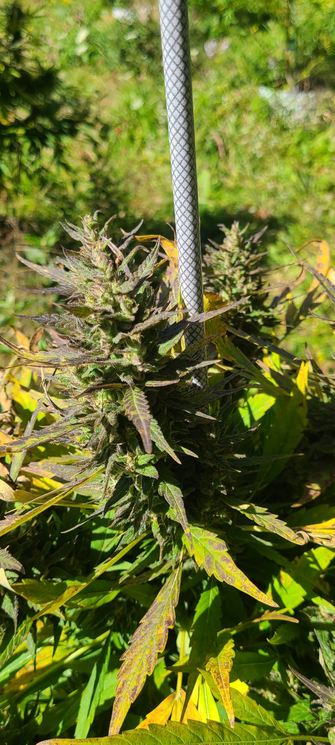 Michigan Kush - Image 6
