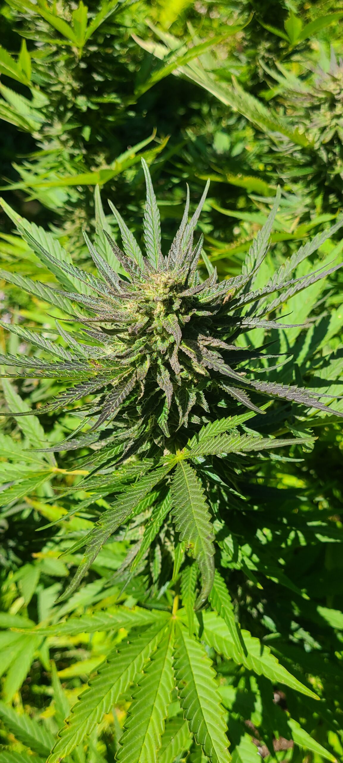 Michigan Kush - Image 7