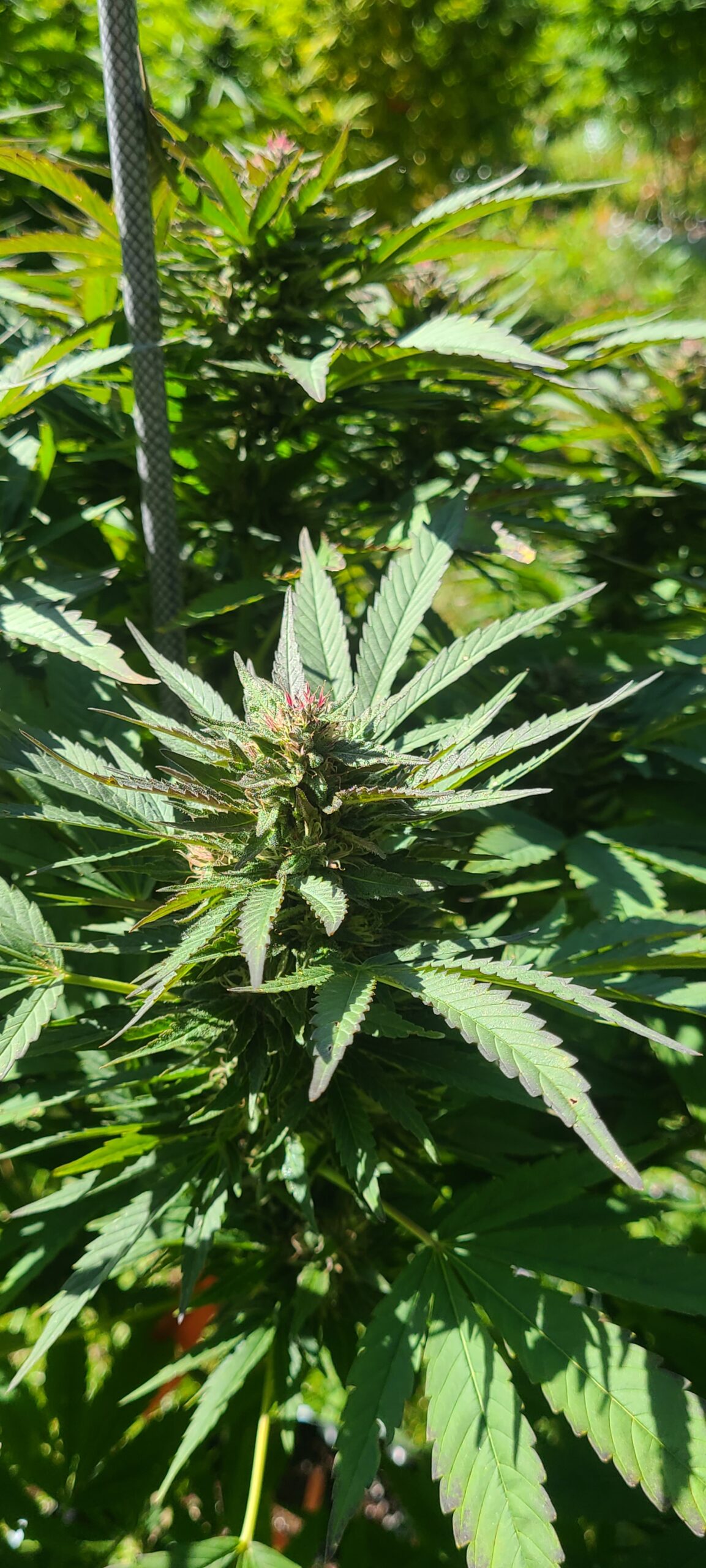 Blueberry Diesel - Image 3