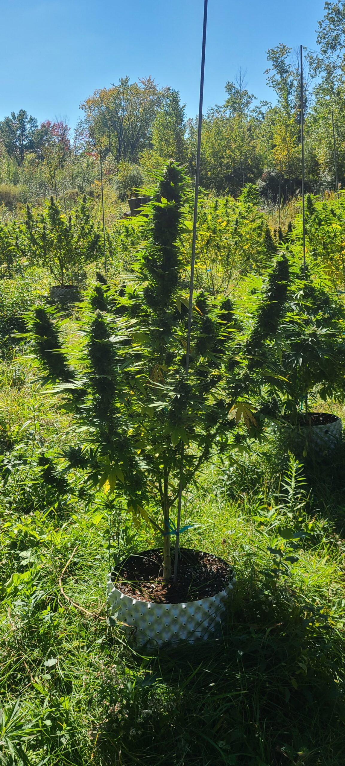 Berry Blossom Live Vape Cartridge - Image 5