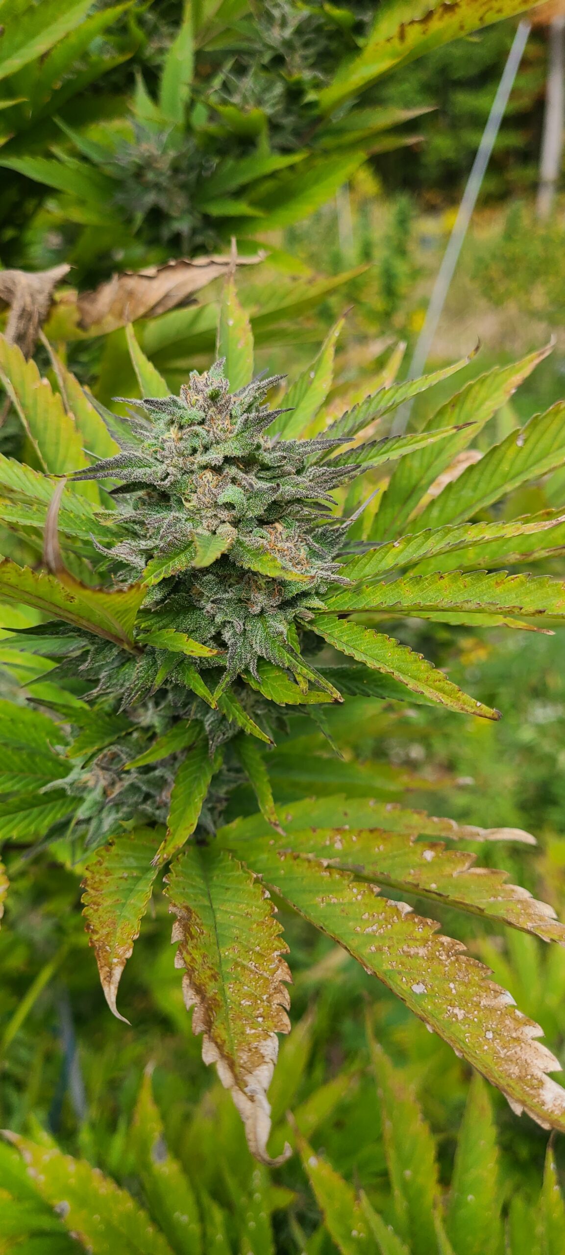 Victory Haze - Image 5
