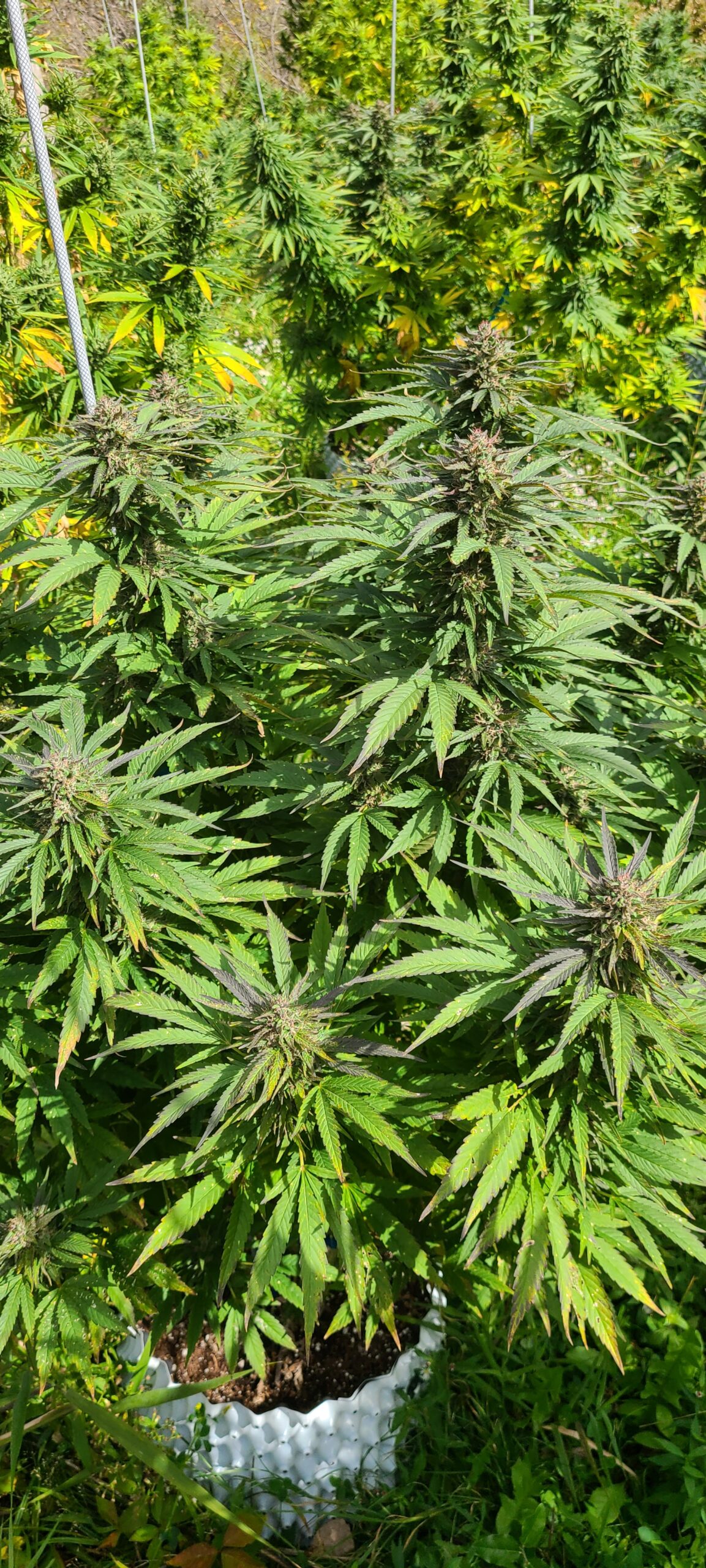 Victory Haze - Image 6