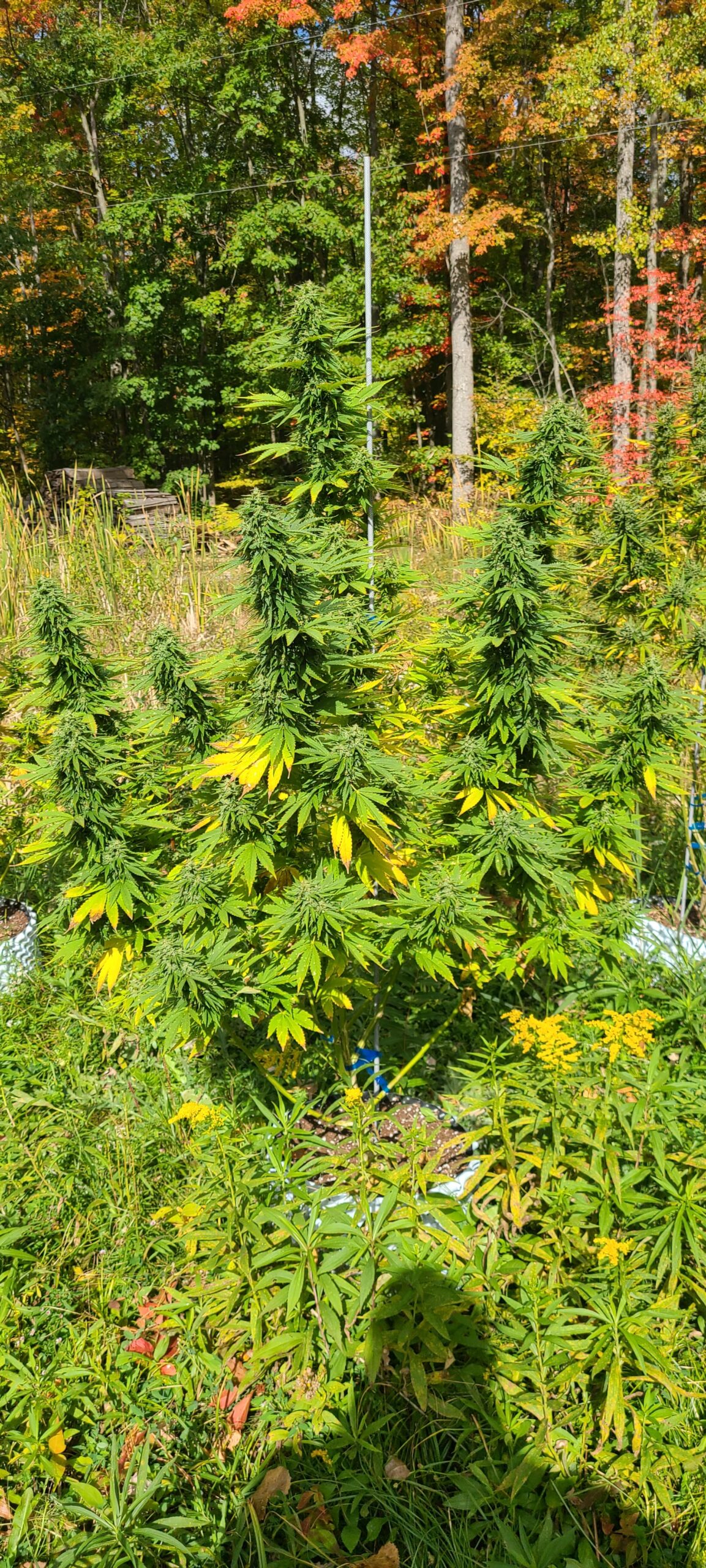 Berry Blossom Live Vape Cartridge - Image 6