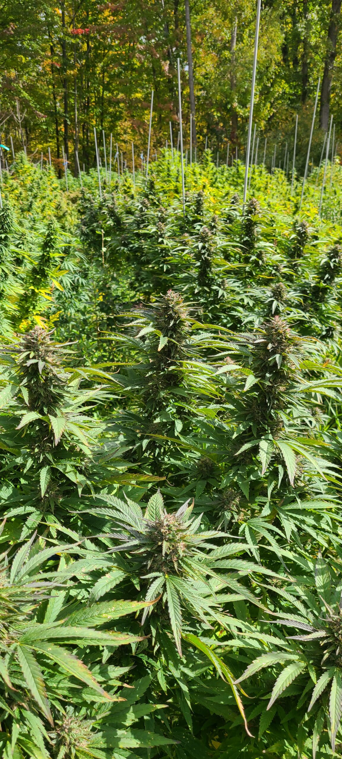 Victory Haze - Image 7