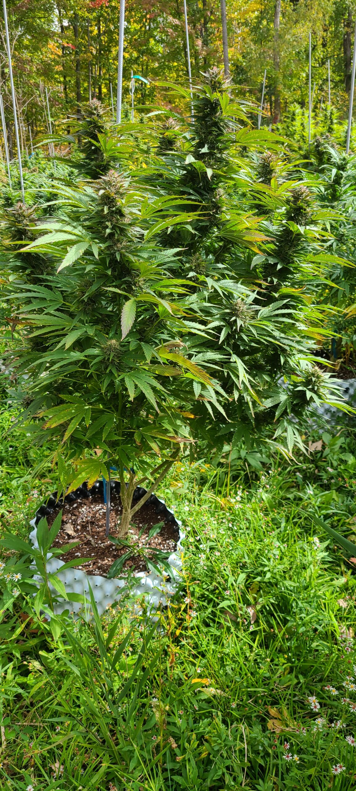 Kush Live Vape Cartridge - Image 3