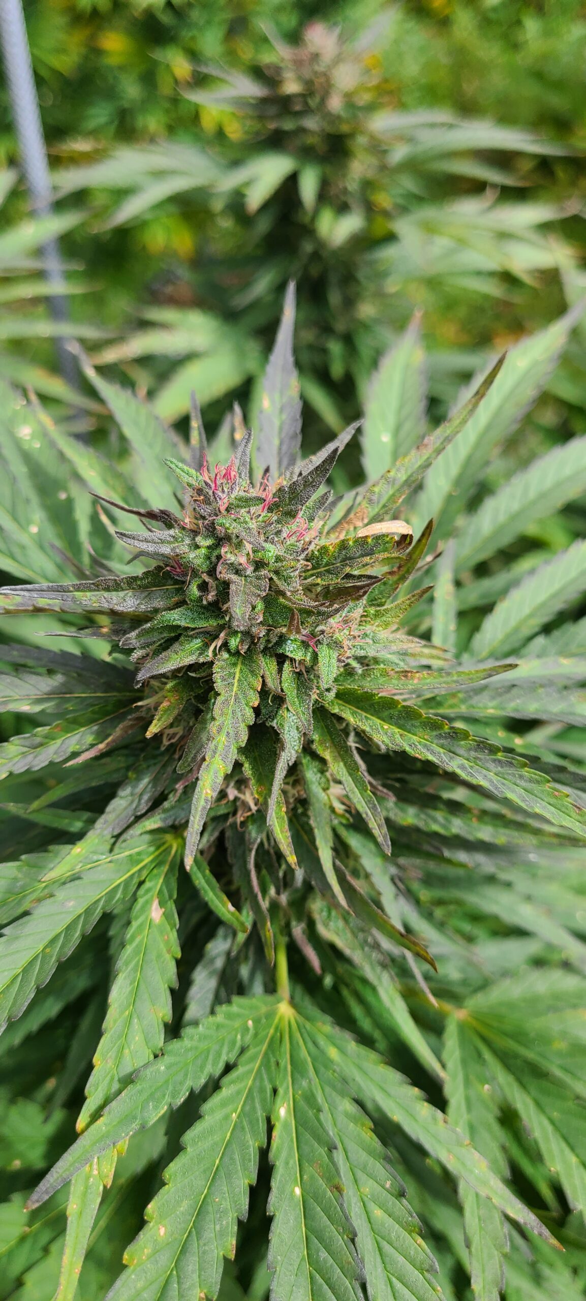 Blueberry Diesel - Image 4
