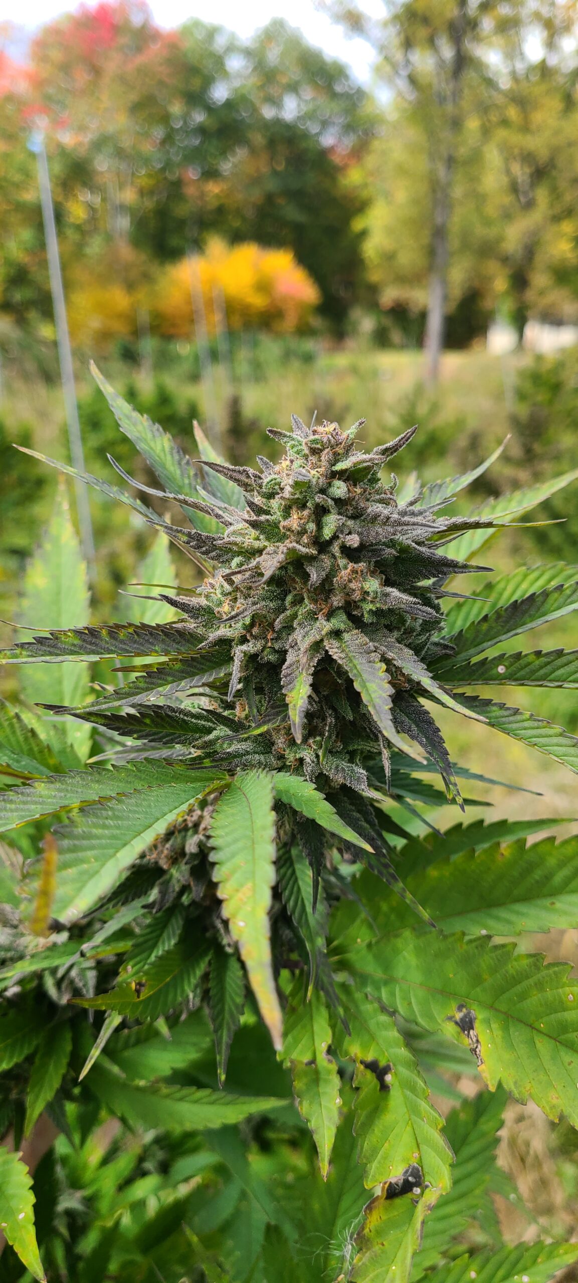 Kush Live Vape Cartridge - Image 4