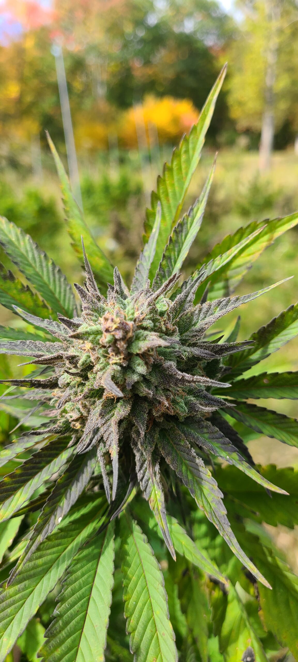 Kush Live Vape Cartridge - Image 5