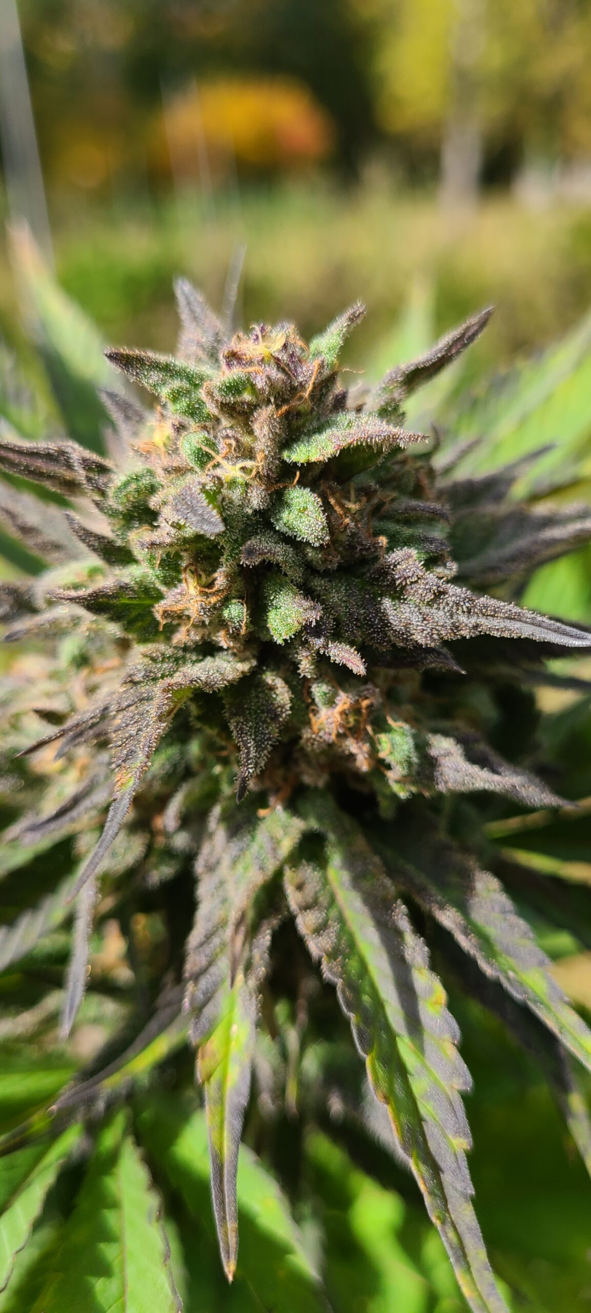 Kush Live Vape Cartridge - Image 6