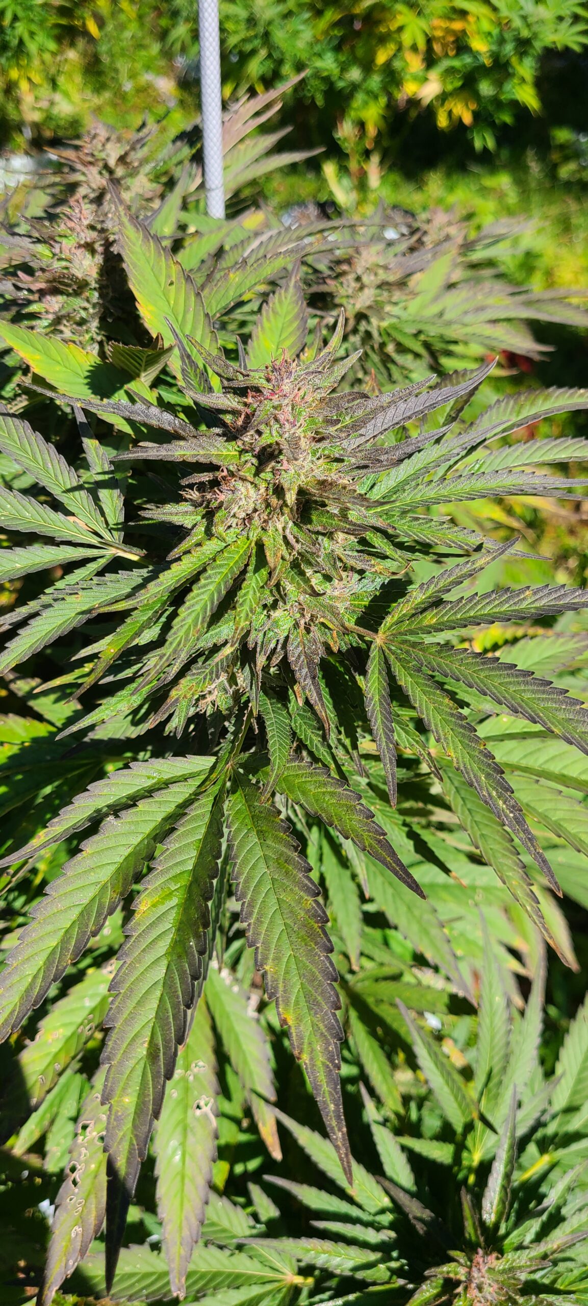 Blueberry Diesel - Image 5
