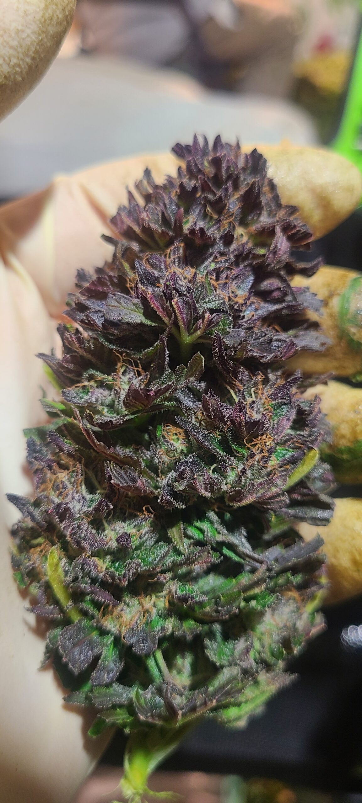 Michigan Kush - Image 8