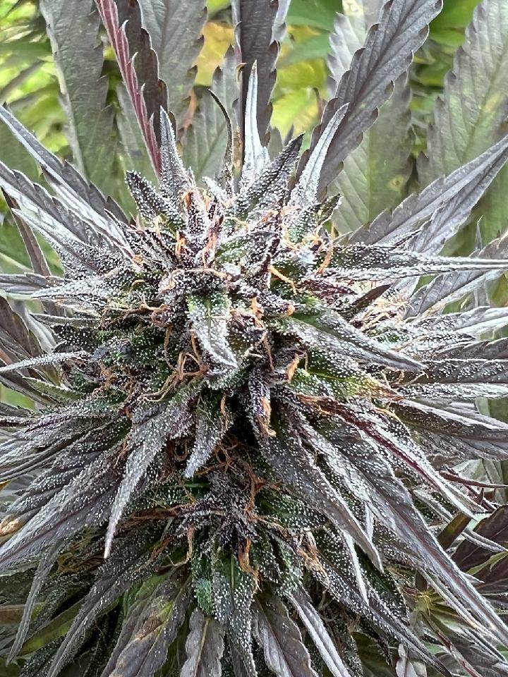 Michigan Kush - Image 2