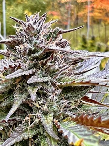 Michigan Kush - Image 3