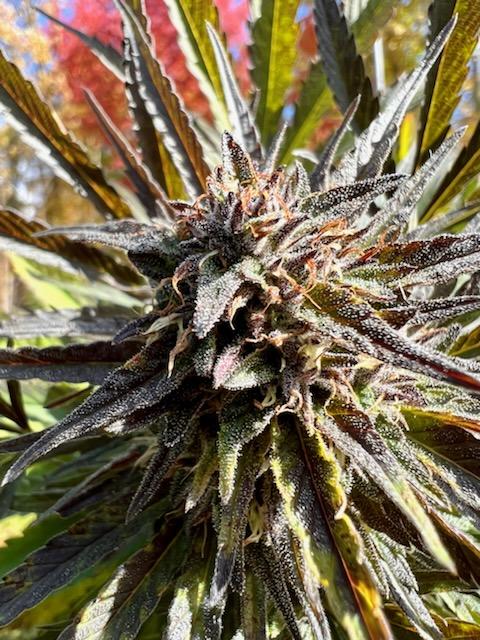 Victory Haze - Image 3