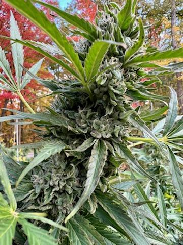 Berry Blossom Live Vape Cartridge - Image 2