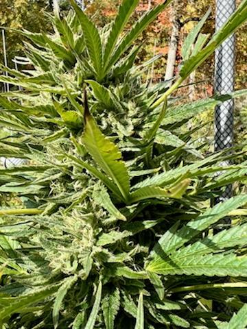 Berry Blossom Live Vape Cartridge - Image 3