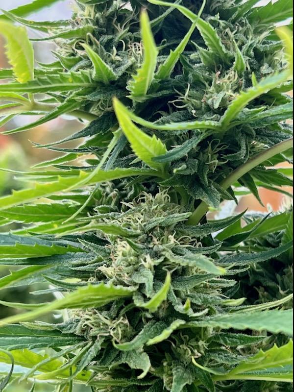 Berry Blossom Live Bubble Hash - Image 4