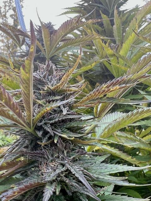 Michigan Kush - Image 4