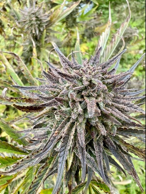 Victory Haze - Image 4