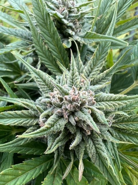 Kush Live Vape Cartridge - Image 2