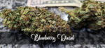 Blueberry Diesel