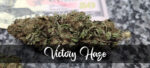Victory Haze