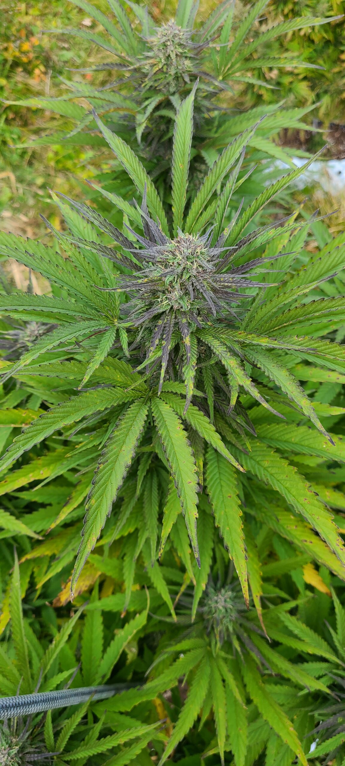 Rewind Organic Resin 1 Gram - Image 5