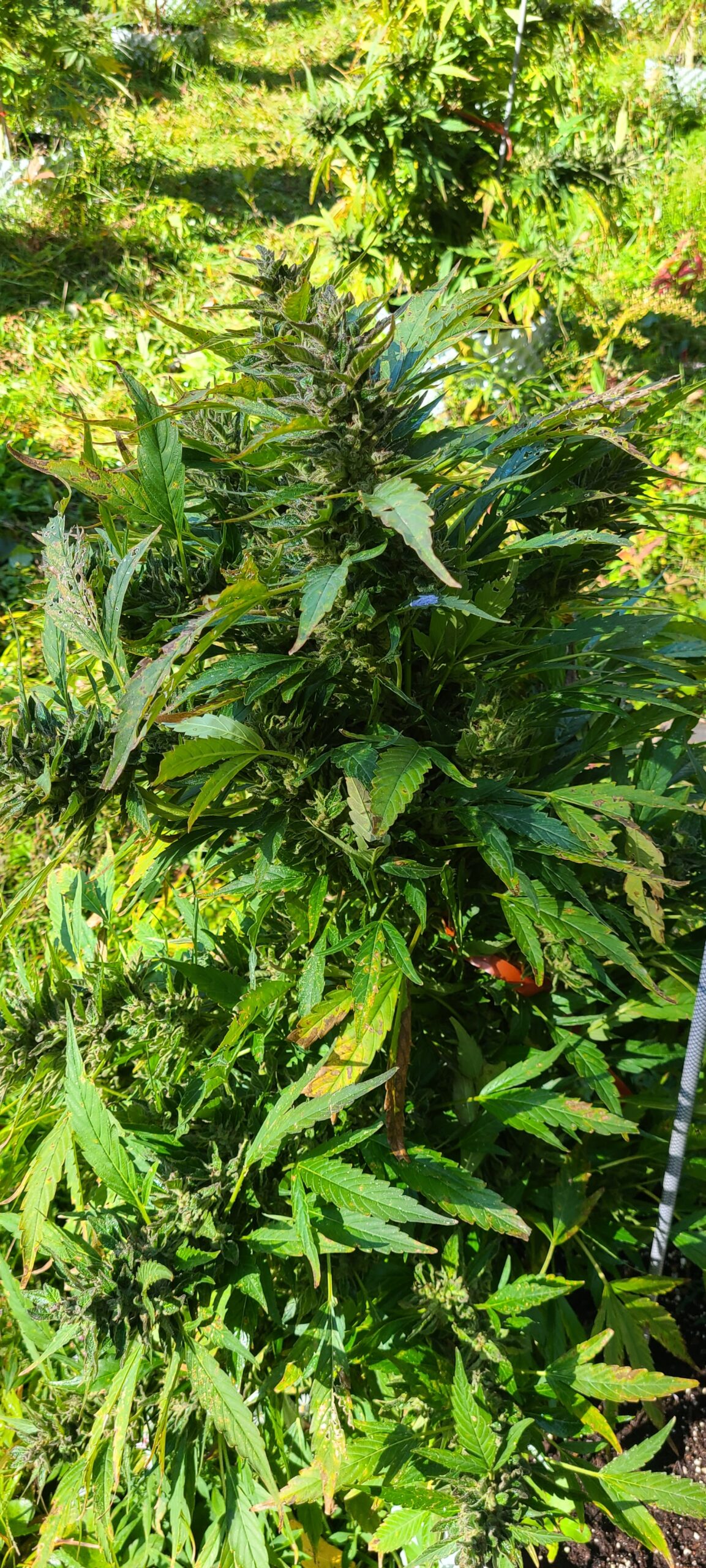 Michigan Lifter Organic Resin 1 Gram - Image 2