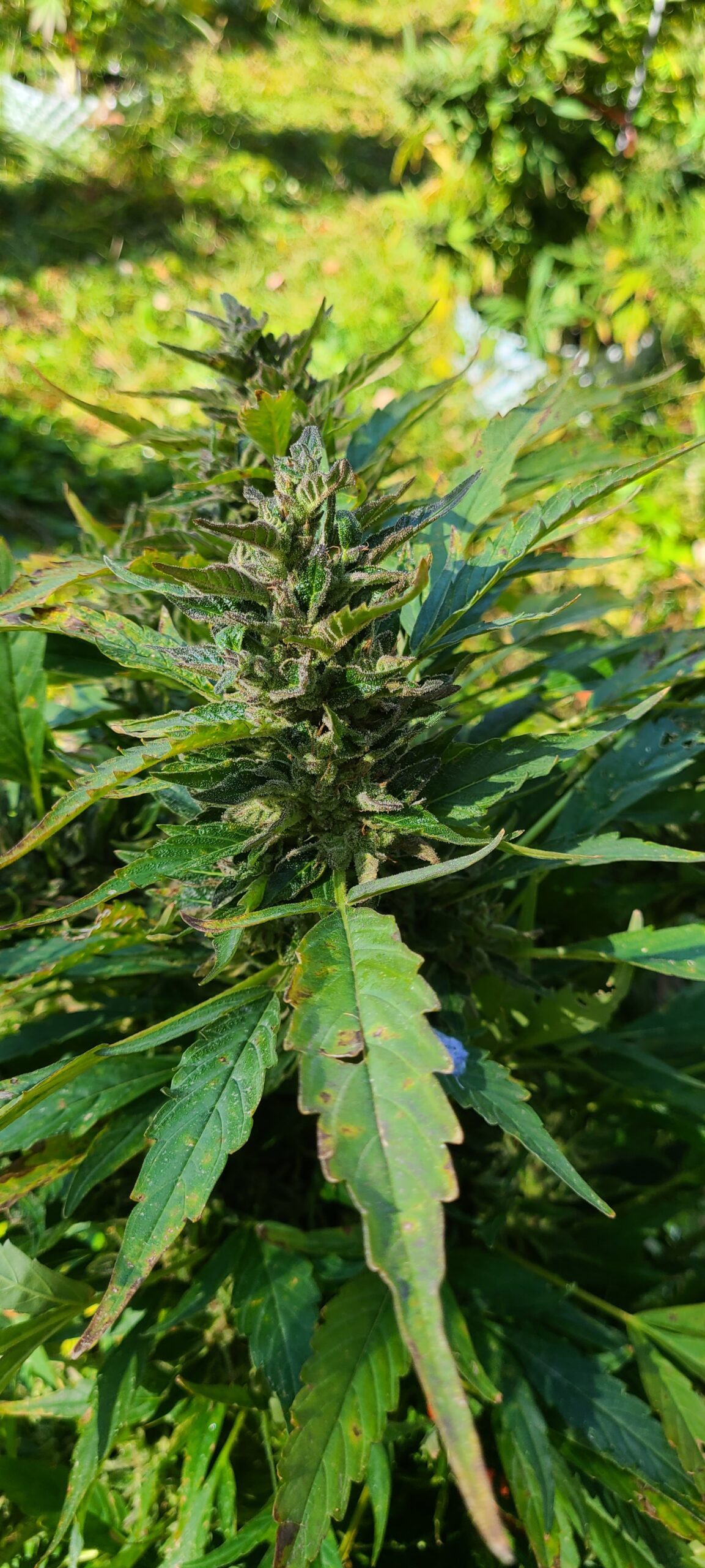 Michigan Lifter Organic Resin 1 Gram - Image 3