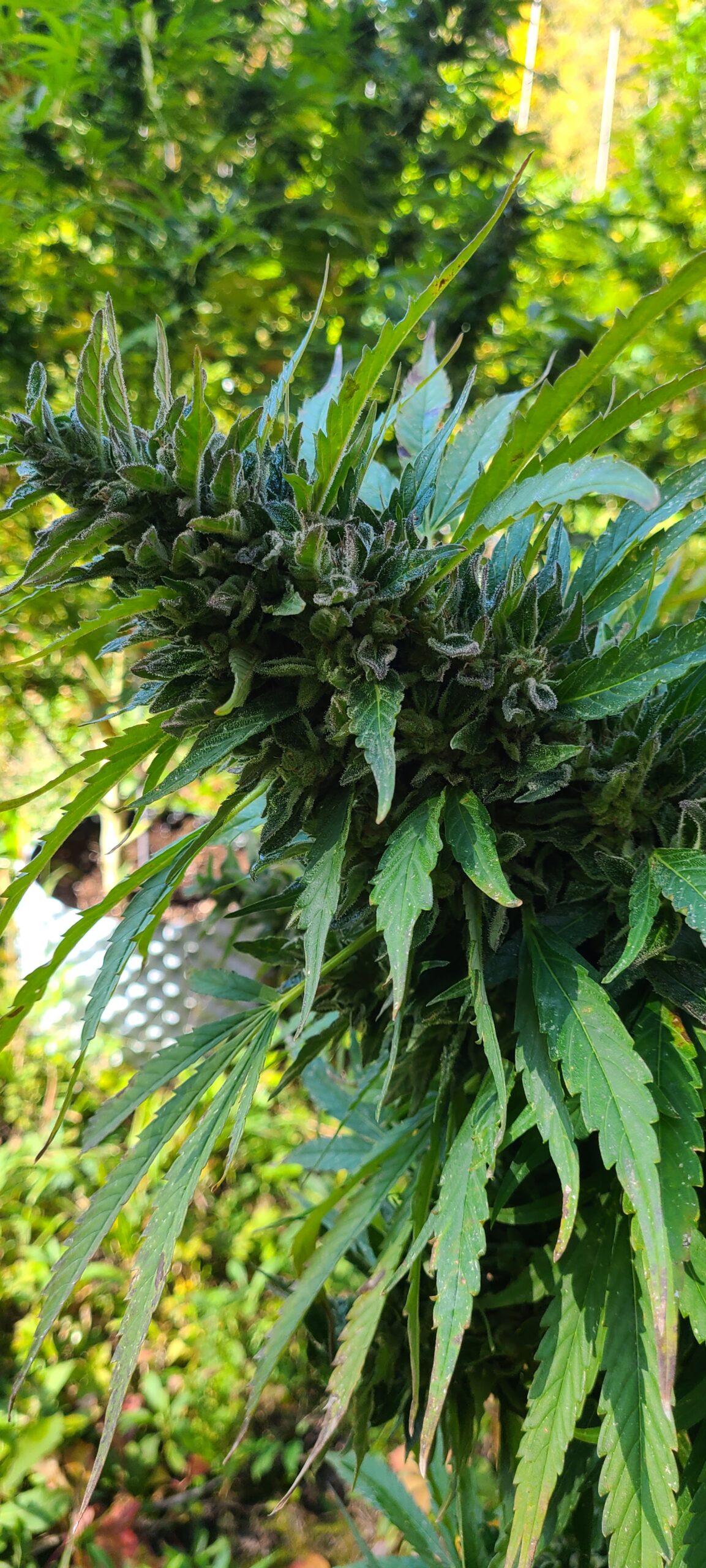 Michigan Lifter Organic Resin 1 Gram - Image 4