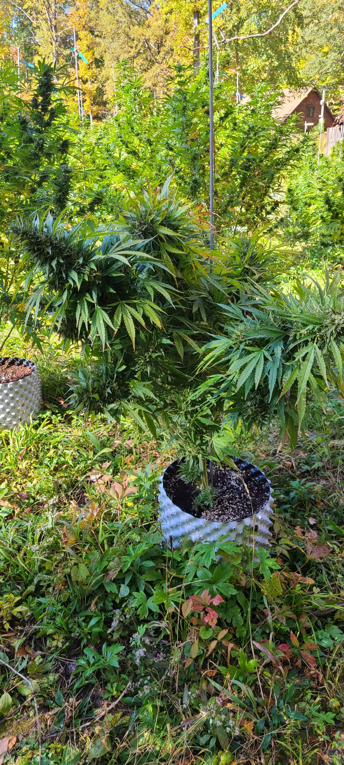 Michigan Lifter Organic Resin 1 Gram - Image 5