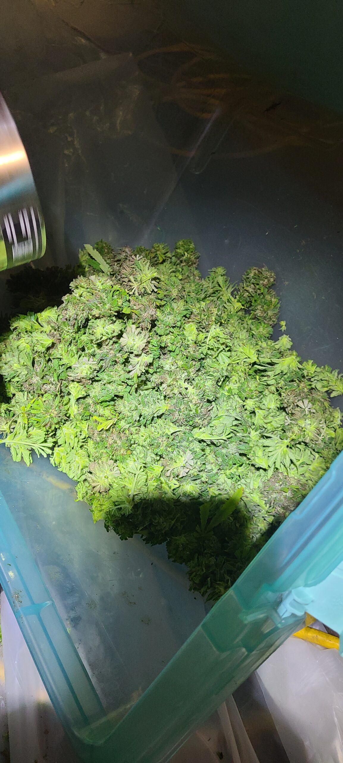 Rewind Organic Resin 1 Gram - Image 6