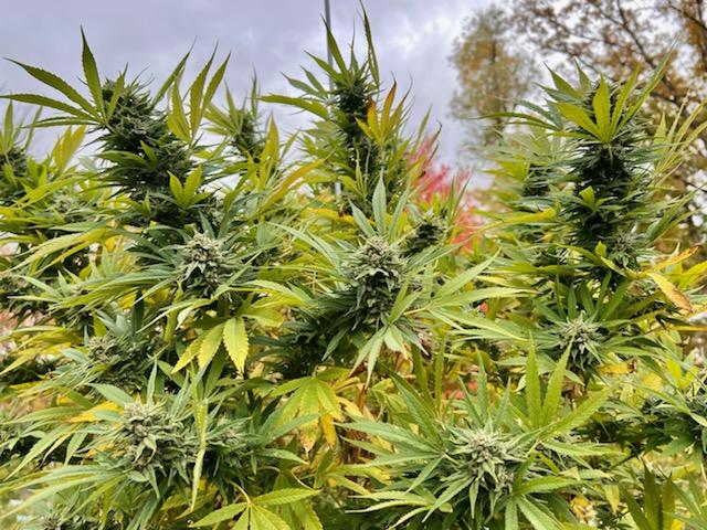 Rewind Organic Resin 1 Gram - Image 2