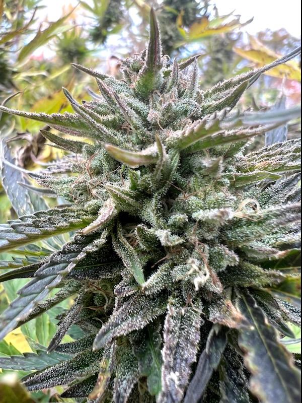 Rewind Organic Resin 1 Gram - Image 3